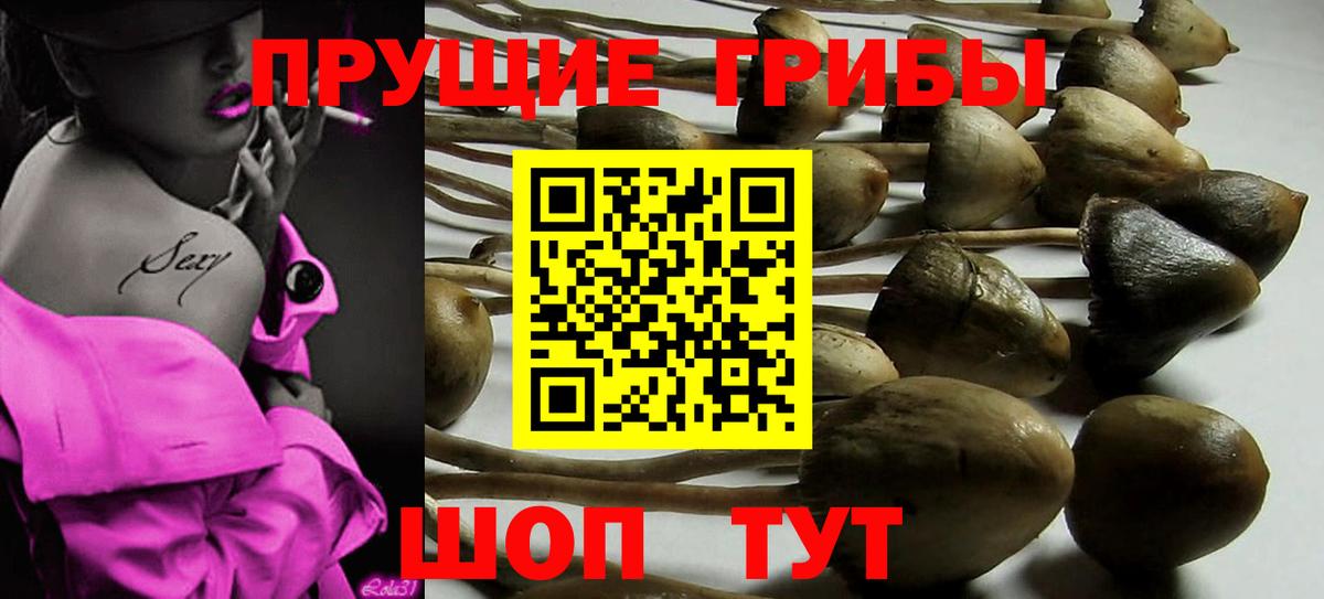 Галлюциногенные грибы Psilocybine cubensis Назарово
